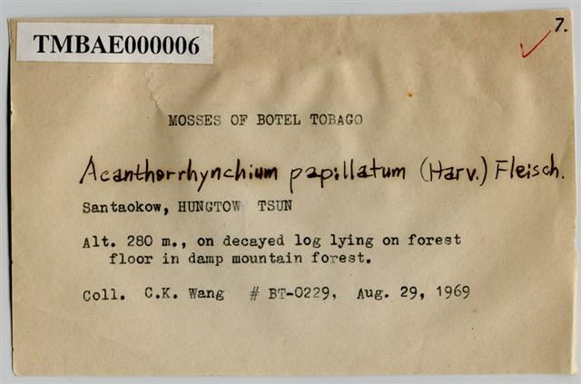 Acanthorrhynchium papillatum (Harv.) Fleisch. Collection Image, Figure 3, Total 8 Figures