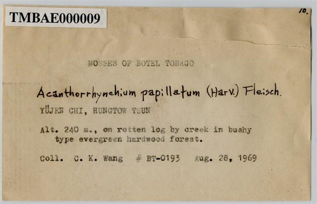 Acanthorrhynchium papillatum (Harv.) Fleisch. Collection Image, Figure 3, Total 8 Figures