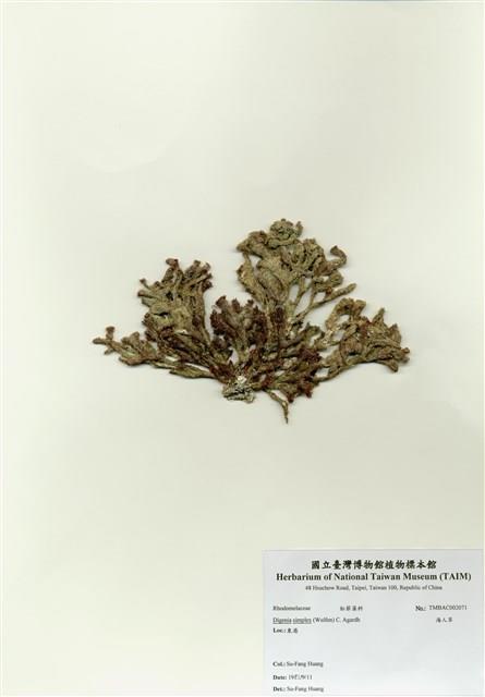 海人草藏品圖，第1張