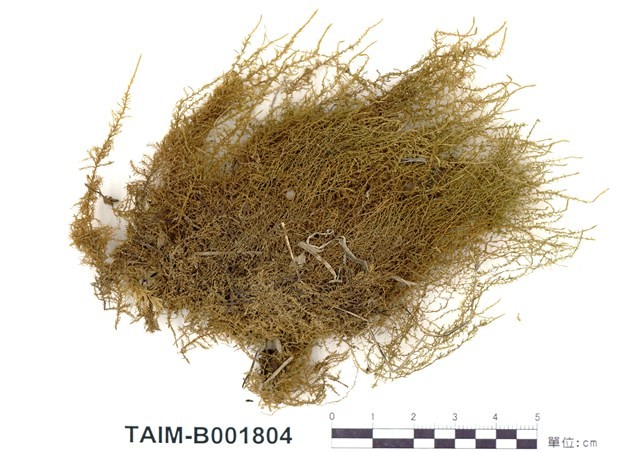 Calliergon giganteum Collection Image, Figure 1, Total 12 Figures