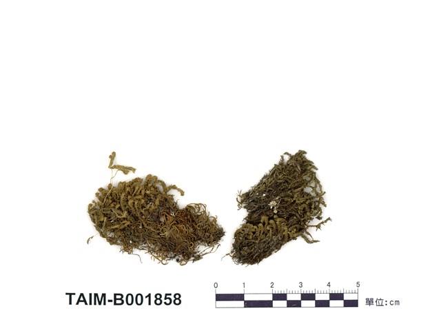 側出苔藏品圖，第1張