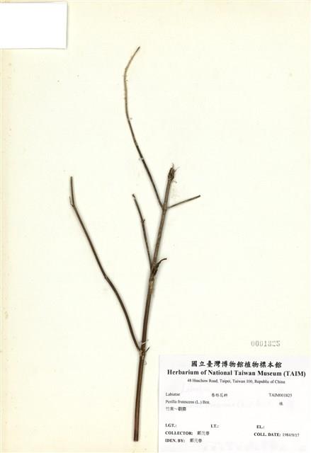 荏藏品圖，第1張