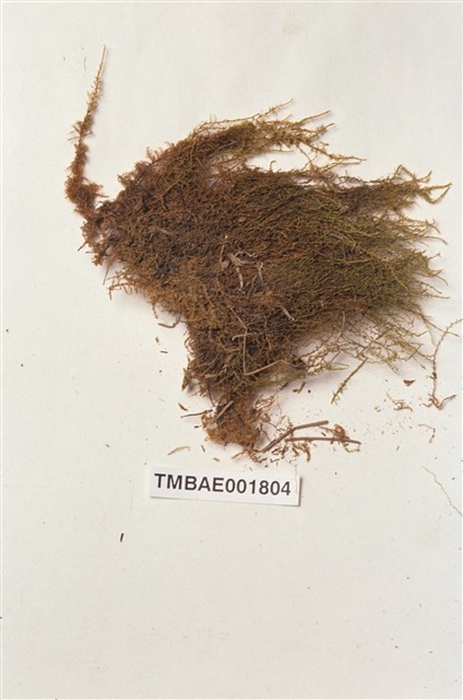 Calliergon giganteum Collection Image, Figure 2, Total 12 Figures
