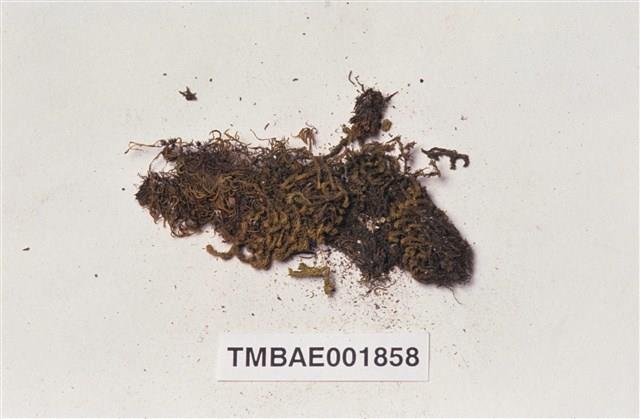 側出苔藏品圖，第2張