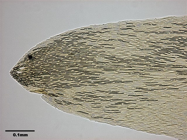 Calliergon giganteum Collection Image, Figure 10, Total 12 Figures