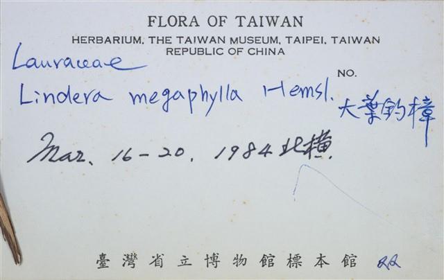 大香葉樹(大葉釣樟)藏品圖，第3張