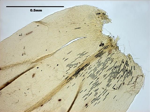 Aerobryidium taiwanense Nog. Collection Image, Figure 7, Total 10 Figures