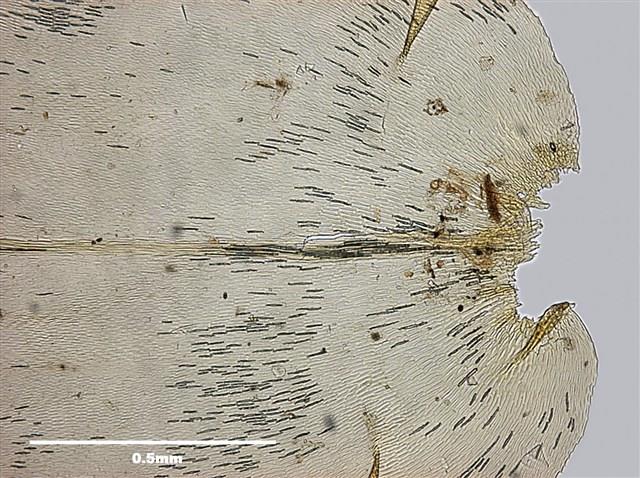 Aerobryopsis subdivergens (Broth.) Broth. Collection Image, Figure 7, Total 9 Figures