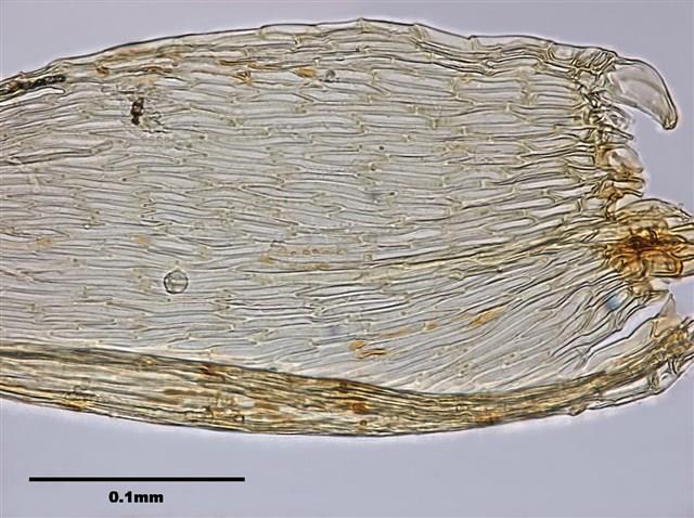 Acanthorrhynchium papillatum (Harv.) Fleisch. Collection Image, Figure 9, Total 10 Figures