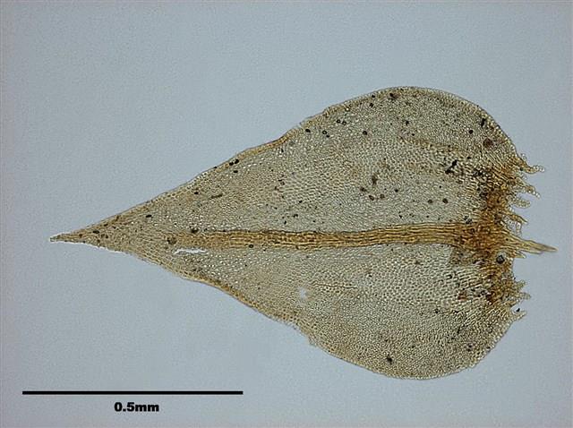 Abietinella abietina Collection Image, Figure 6, Total 10 Figures