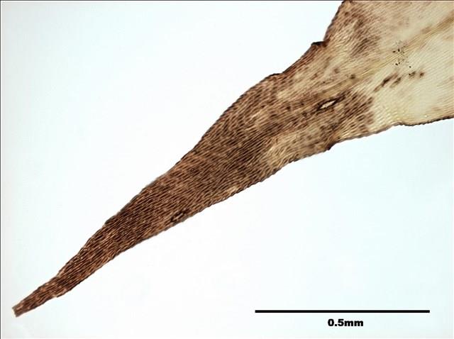 Aerobryidium taiwanense Nog. Collection Image, Figure 5, Total 10 Figures