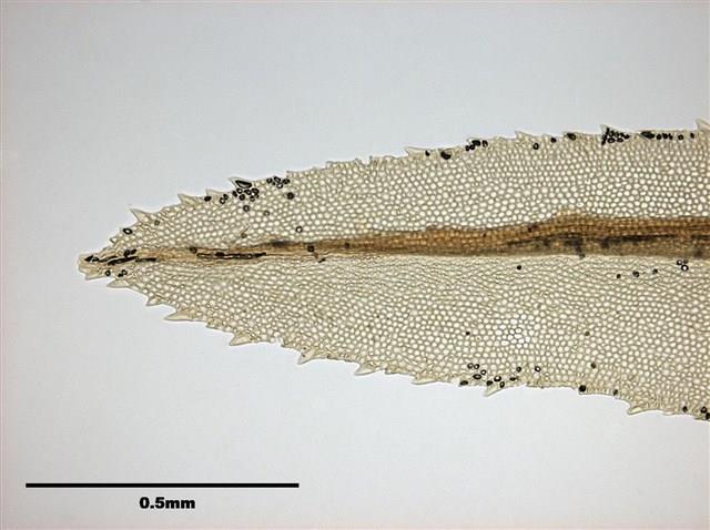 Mnium immarginatum Lindb. Collection Image, Figure 5, Total 12 Figures