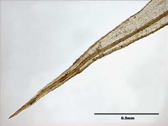 Philonotis mollis (Dozy et Molk.) Mitt. Collection Image, Figure 14, Total 20 Figures