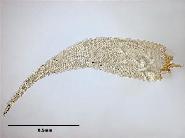 Acanthorrhynchium papillatum (Harv.) Fleisch. Collection Image, Figure 7, Total 11 Figures