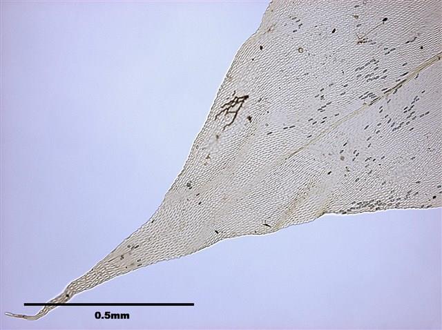 Aerobryopsis subdivergens (Broth.) Broth. Collection Image, Figure 5, Total 9 Figures