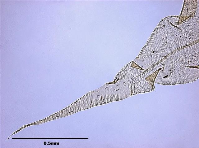 Aerobryopsis parisii (Card.) Broth. Collection Image, Figure 5, Total 8 Figures