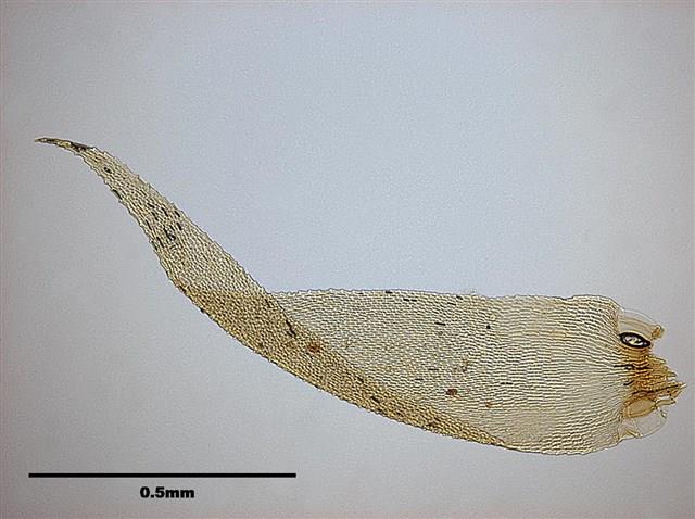 Acanthorrhynchium papillatum Collection Image, Figure 7, Total 10 Figures