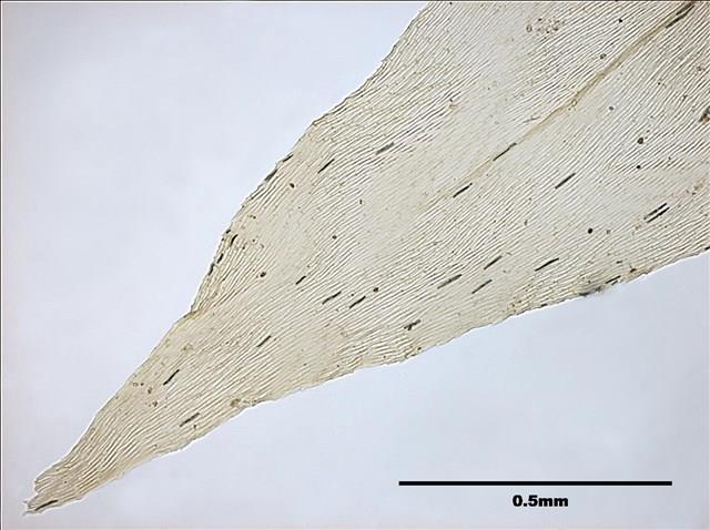 Aerobryopsis longissima (Doz. Et Molk.) Fleisch. Collection Image, Figure 5, Total 8 Figures