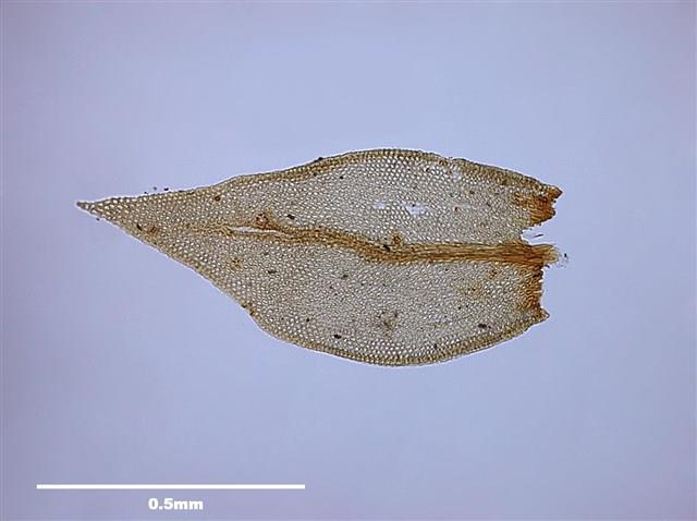 Abietinella abietina (Hedw.) Fleisch. Collection Image, Figure 5, Total 9 Figures