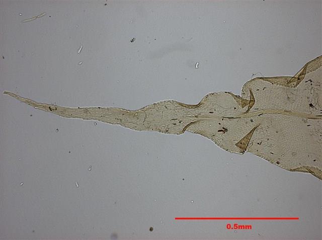 Aerobryopsis parisii (Card.) Broth. Collection Image, Figure 5, Total 10 Figures