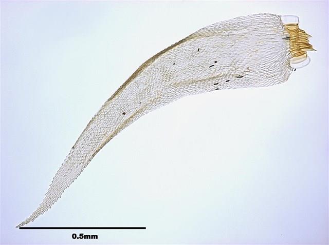 Acanthorrhynchium papillatum (Harv.) Fleisch. Collection Image, Figure 5, Total 8 Figures