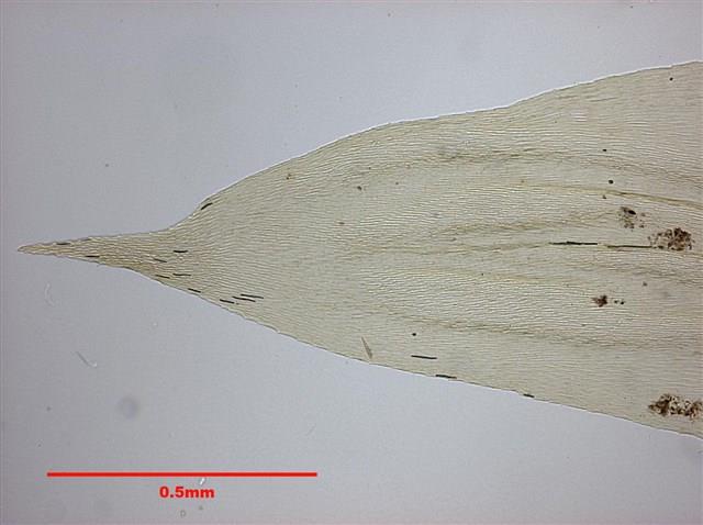 灰氣苔藏品圖，第5張