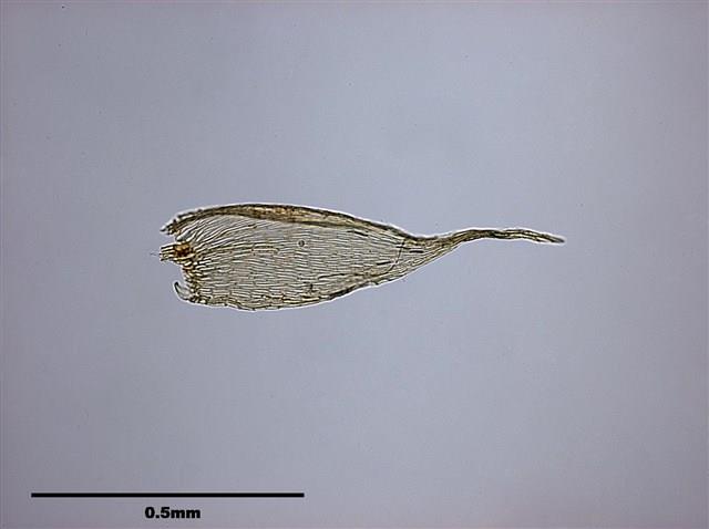 Acanthorrhynchium papillatum (Harv.) Fleisch. Collection Image, Figure 5, Total 10 Figures