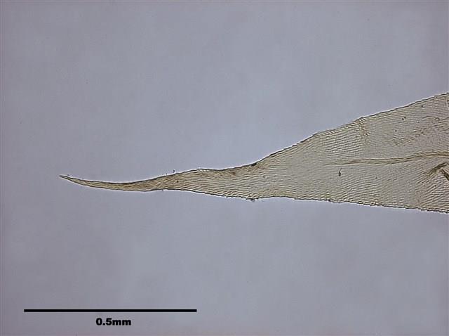 Aerobryopsis parisii (Card.) Broth. Collection Image, Figure 5, Total 9 Figures