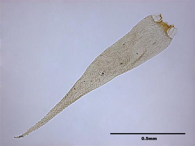 Acanthorrhynchium papillatum (Harv.) Fleisch. Collection Image, Figure 5, Total 8 Figures