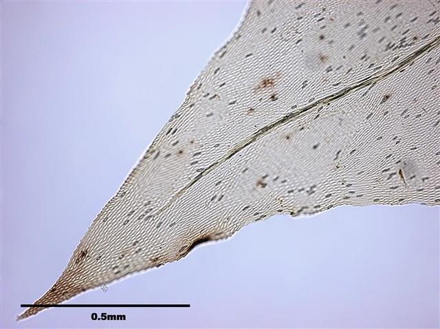 Aerobryopsis subdivergens (Broth.) Broth. Collection Image, Figure 5, Total 9 Figures