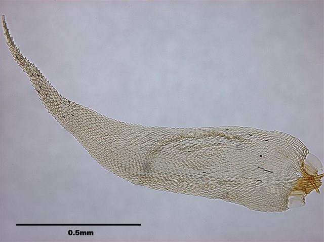 Acanthorrhynchium papillatum (Harv.) Fleisch. Collection Image, Figure 5, Total 8 Figures