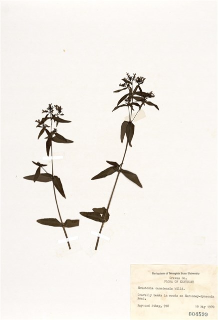 加拿大美耳草藏品圖，第1張