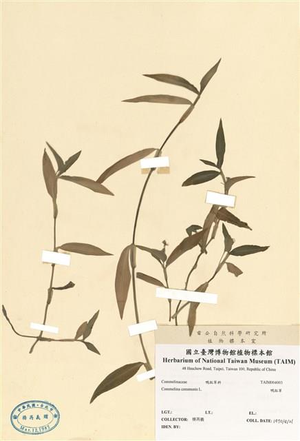 鴨跖草藏品圖，第1張