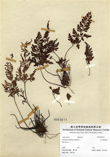 Accession Number:TAIMH000011 Collection Image, Figure 1, Total 3 Figures