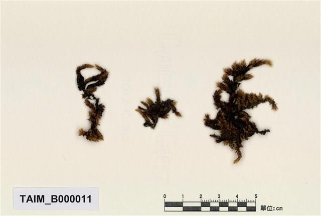 Aerobryidium taiwanense Nog. Collection Image, Figure 1, Total 10 Figures