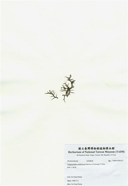 網狀球枝藻藏品圖，第1張