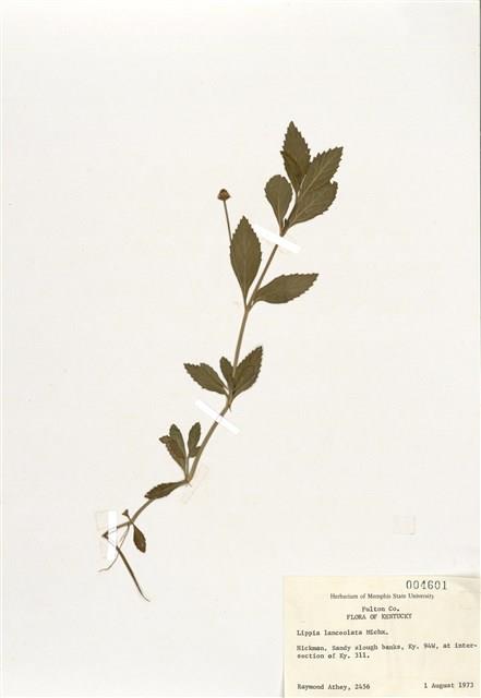 過江藤屬藏品圖，第1張