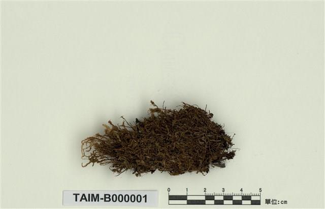 Mnium immarginatum Lindb. Collection Image, Figure 1, Total 12 Figures