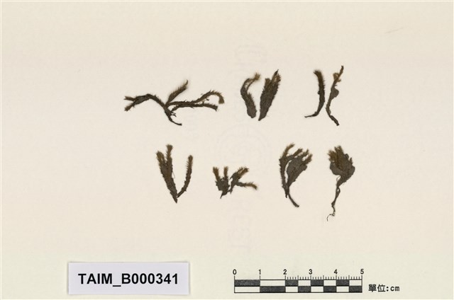 Philonotis mollis (Dozy et Molk.) Mitt. Collection Image, Figure 1, Total 20 Figures