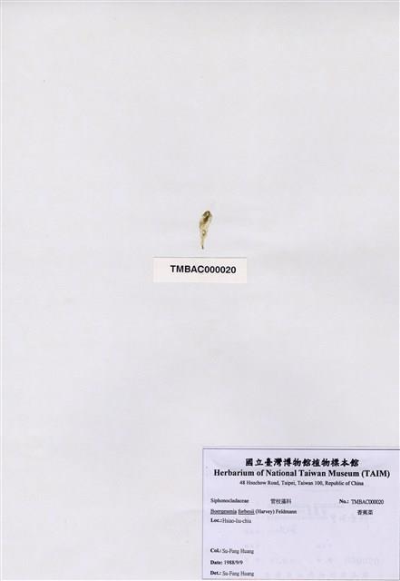 Accession Number:TAIMA000020 Collection Image, Figure 1, Total 3 Figures