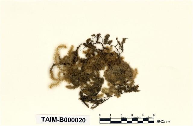 Aerobryopsis subdivergens (Broth.) Broth. Collection Image, Figure 1, Total 9 Figures