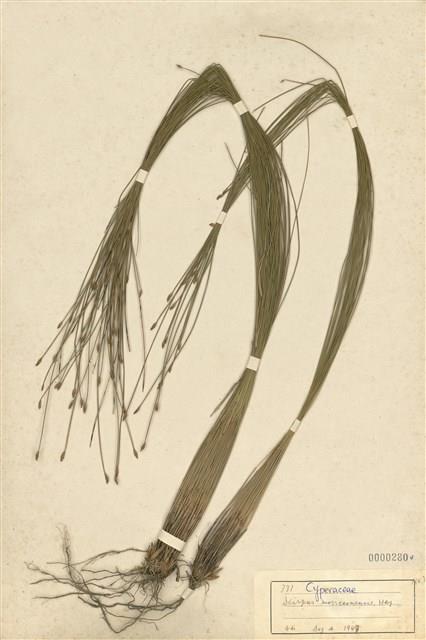 Scirpus morrisonensis Collection Image, Figure 1, Total 3 Figures