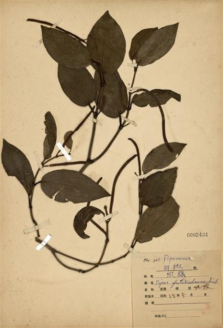 Piper kadsura  Collection Image, Figure 1, Total 3 Figures