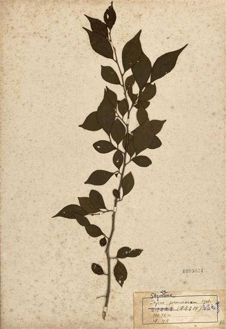 Styrax formosana Collection Image, Figure 1, Total 2 Figures