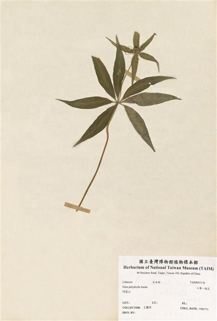 七葉一枝花藏品圖，第1張
