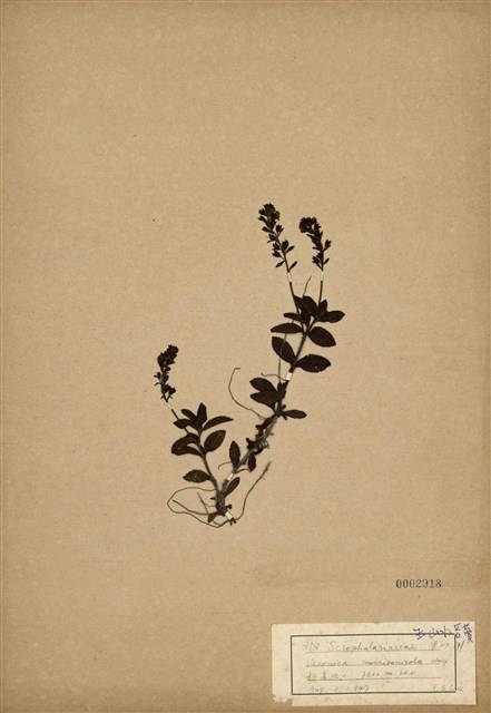 玉山水苦藚藏品圖，第1張