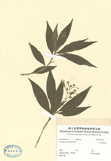 紫背鹿銜草藏品圖，第1張
