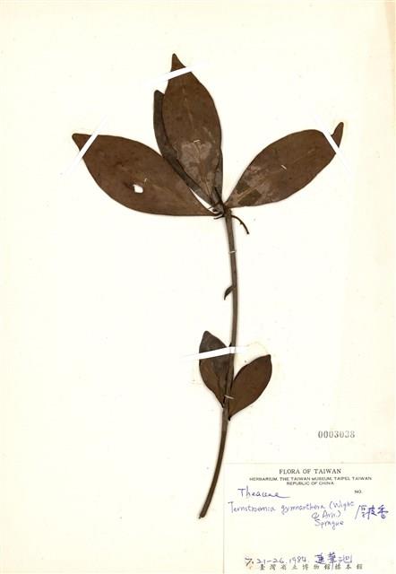 Ternstroemia gymnanthera Collection Image, Figure 1, Total 3 Figures