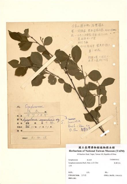 Symplocos sumuntia Collection Image, Figure 1, Total 2 Figures
