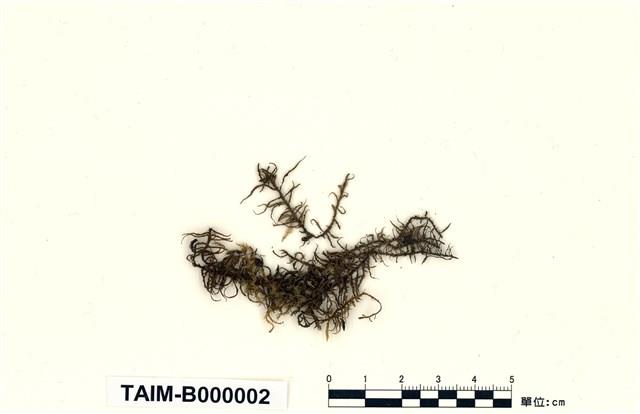 山羽苔藏品圖，第1張